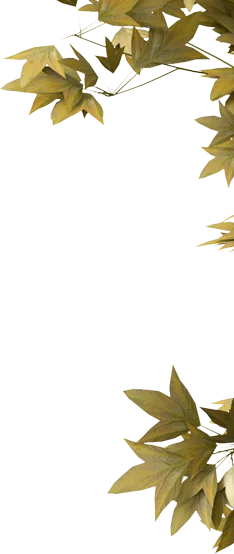 BB体育